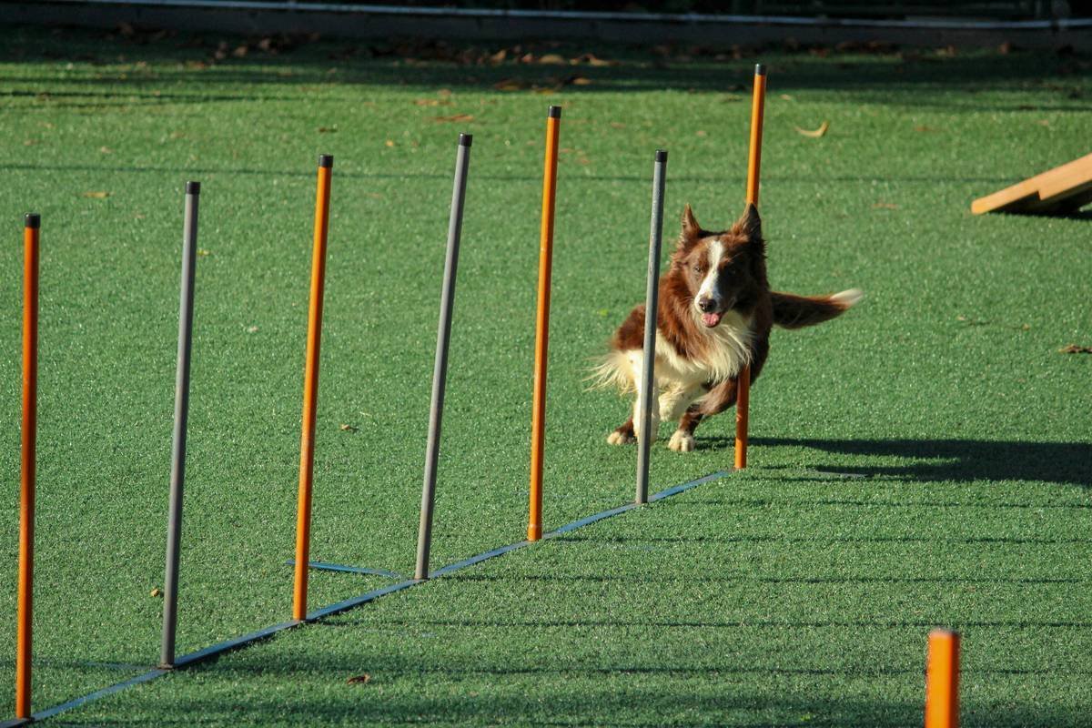 footwork agility drill